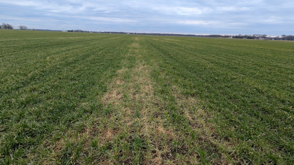 Mild snow mold damage .jpg